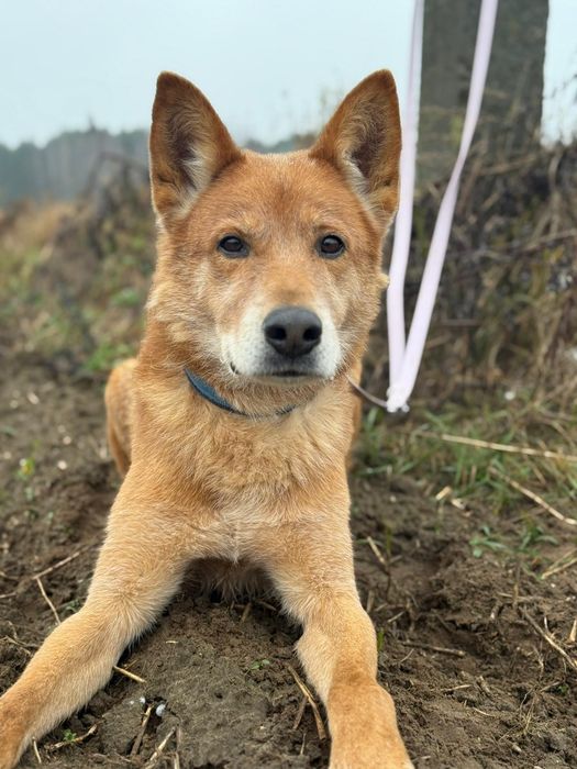 Łagodny karmel w poszukiwaniu domu