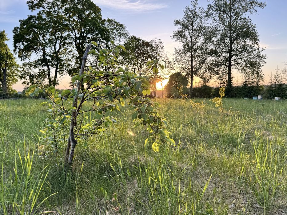 Działka z warunkami zabudowy 3770m2