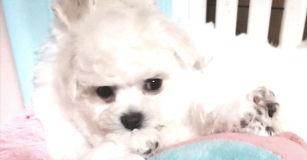 Bichon frise suczka zkwp