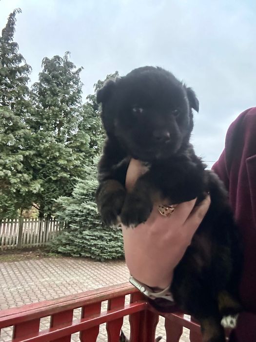 Oddam psa w dobre ręce