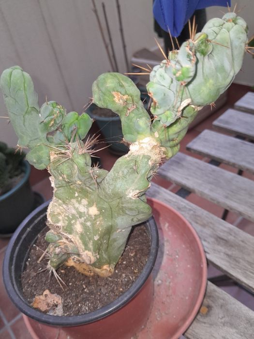 Trichocereus bridgesii monstrose