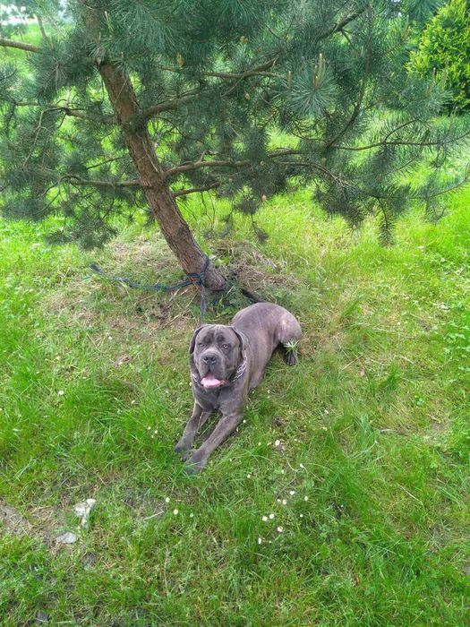 Кане Корсо хлопчик для в'язки