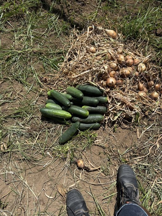 Cebolas pepinos tomates