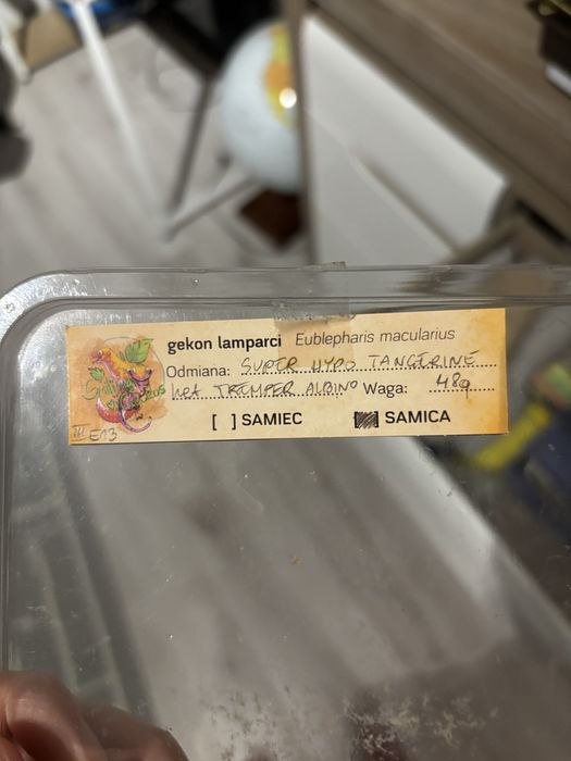 Gekon lamparci wraz z terrarium komplet akwarium