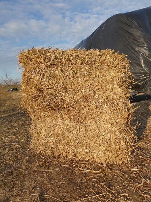 Солома, сіно. Пшенична, ячмінна, вівсяна солома в тюках