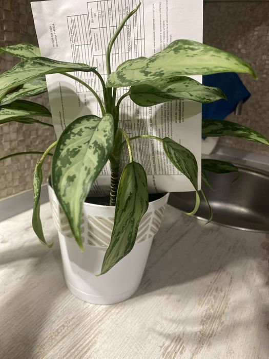 Аглонема, пеперомия, камнеломка, традесканция, пеларгонія, ледебурия,