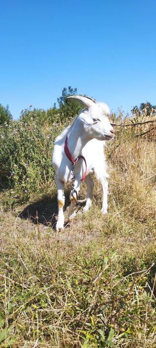 Козульки, першокотка і її діти