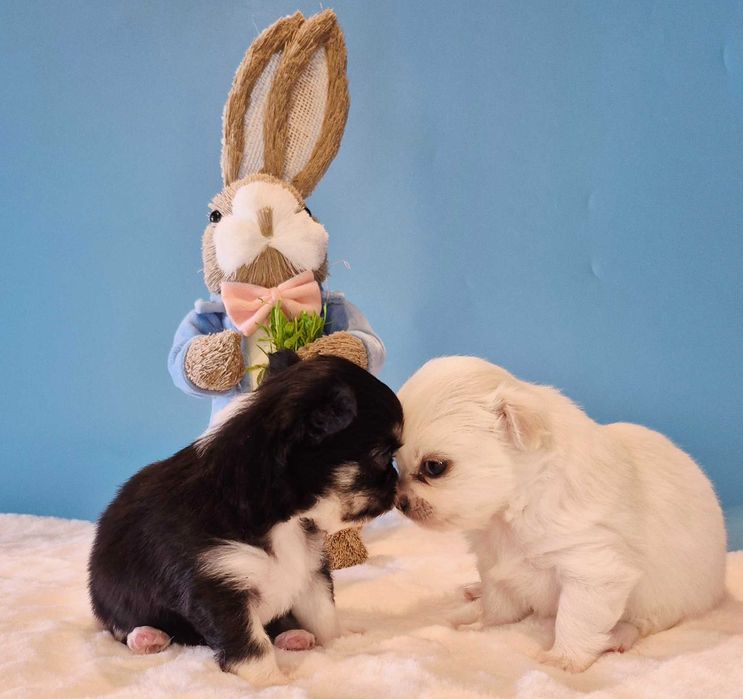 Chiuhaha Dziewczynka długowłosa odbiór koniec Marca