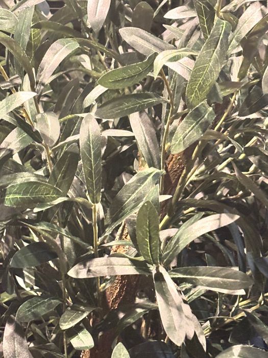 Gęsta oliwka na naturalnym pniu 170cm