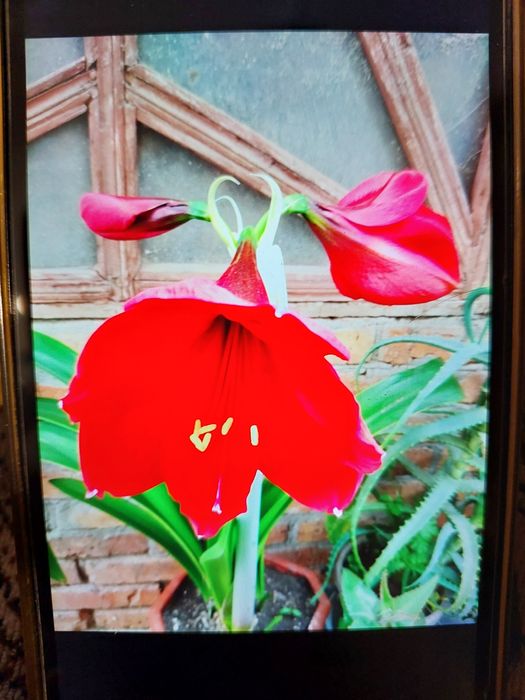 Вазон Амораліс великий