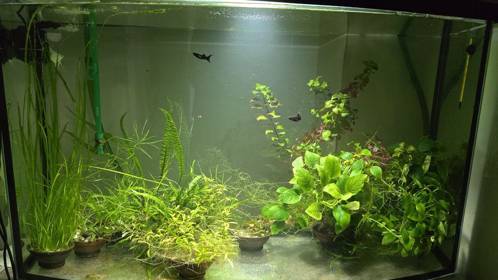 Аквариум 240 л. Панорамный!