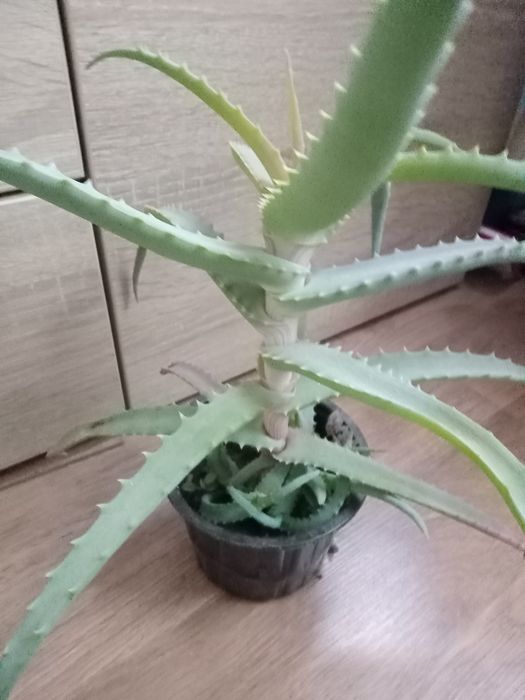 Алое столітник 3 роки