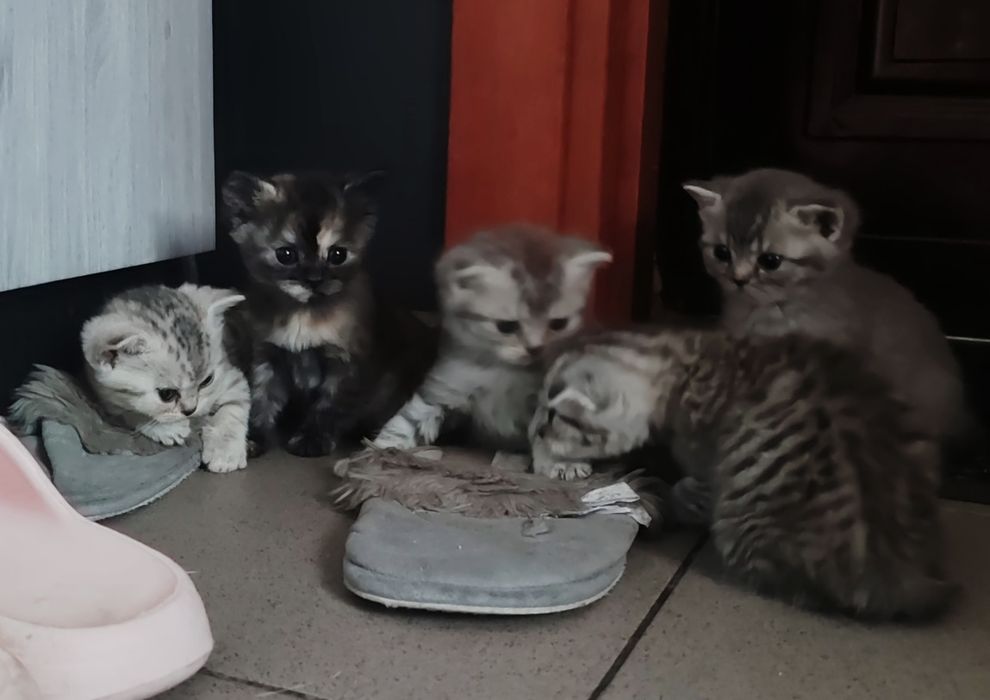 Дівчинка кошеня шотландська скотіш страйт дівчинка