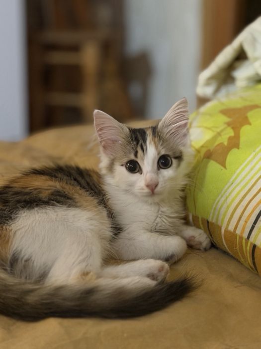 Котята в добрые руки !