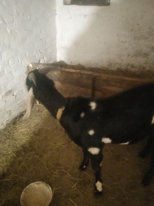 Продам а-н козла