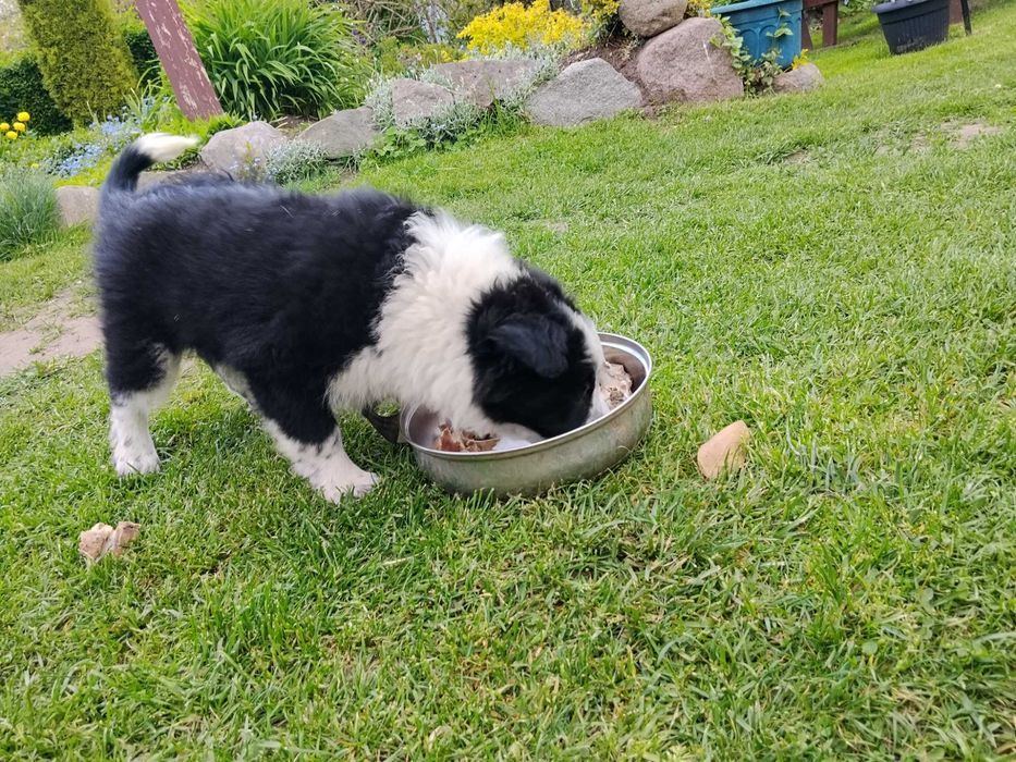 Szczeniaki Border Collie