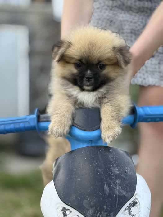 Хлопчинка шпиць мінік