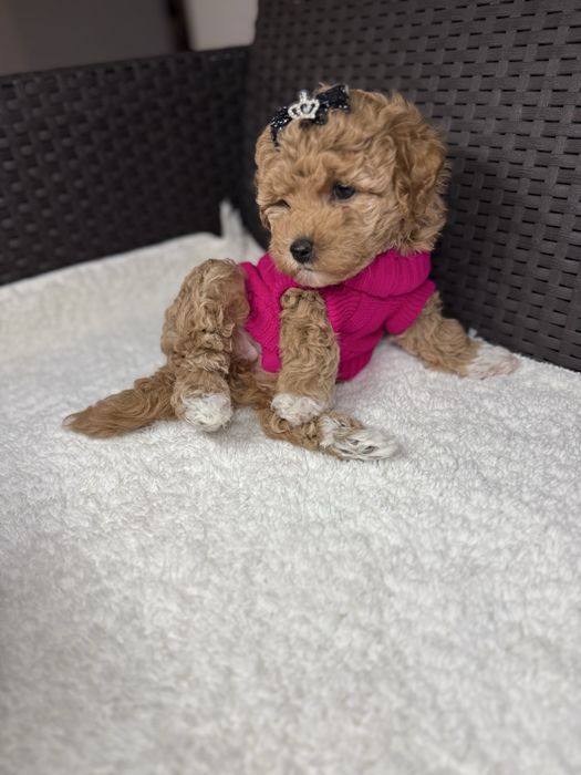 Маленькі милі мальтіпу