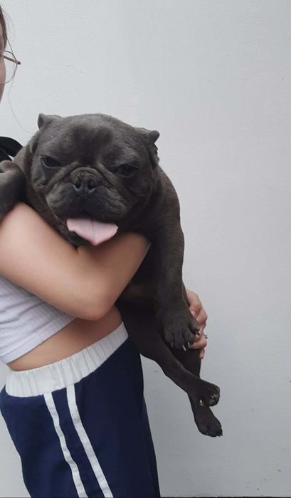 Buldog francuski suczka