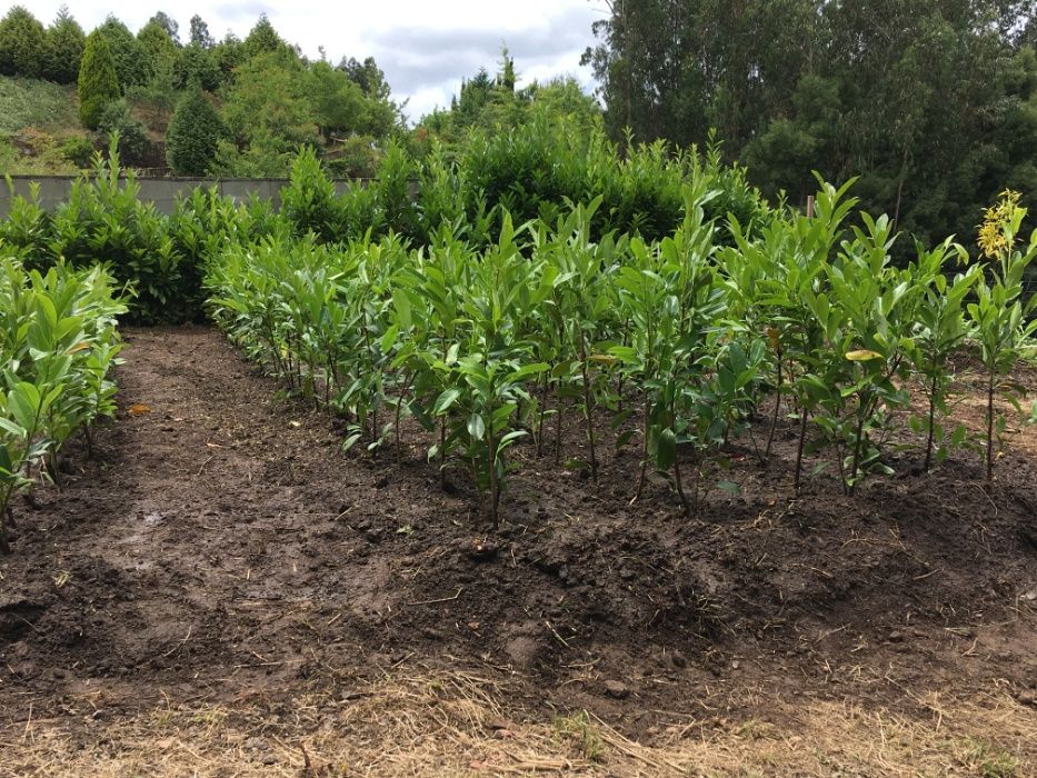 Lauros sebe - raiz nua