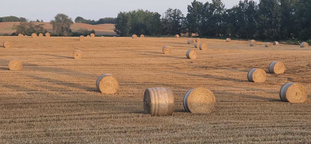 Słoma paszowa jęczmienna owsiana duża kostka bele transport