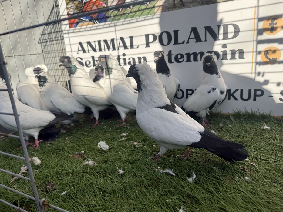 Gołębie. Zakonniki. Zakonnik. Możliwy transport