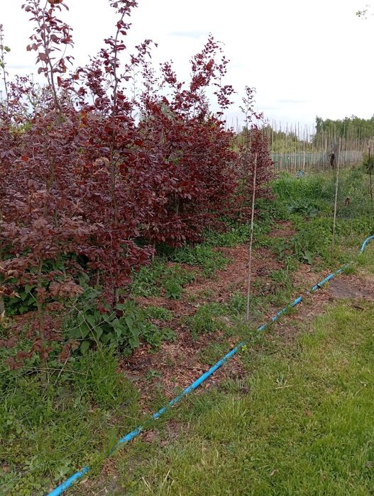 Buk czerwony, kopany z gruntu