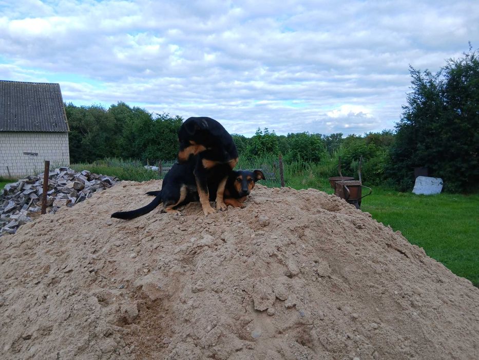 Do adopcji 2 pieski