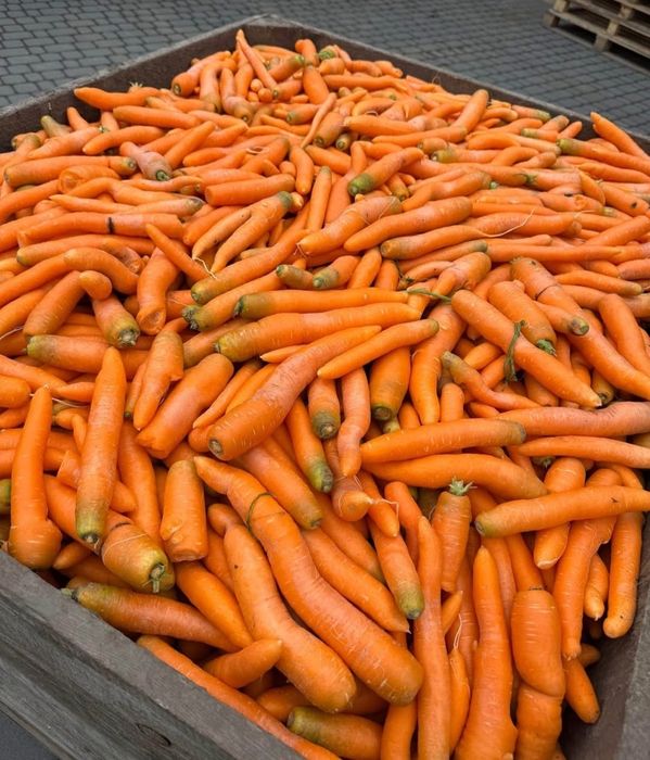 Marchew, buraki odpadowa młoda dowóz