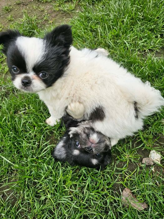 IKS biało czarny chihuahua