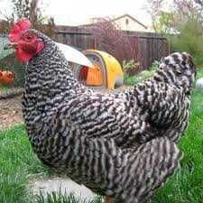 Інкубаційне яйце курей породи Гріз Бар.