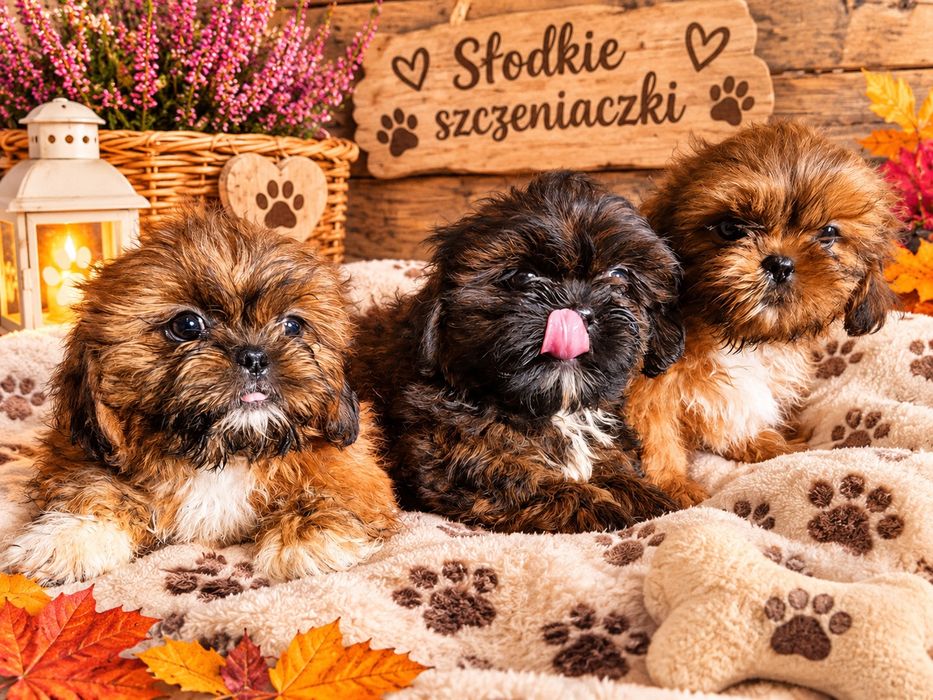 śliczne shitzu  gotowe do odbioru