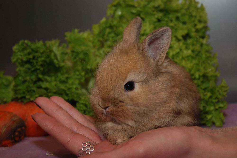 Нідерландські кролики, карликові кролики різних окрасів