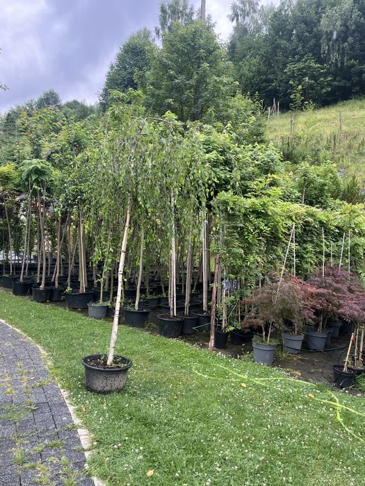 Brzoza yungi obw.12-14