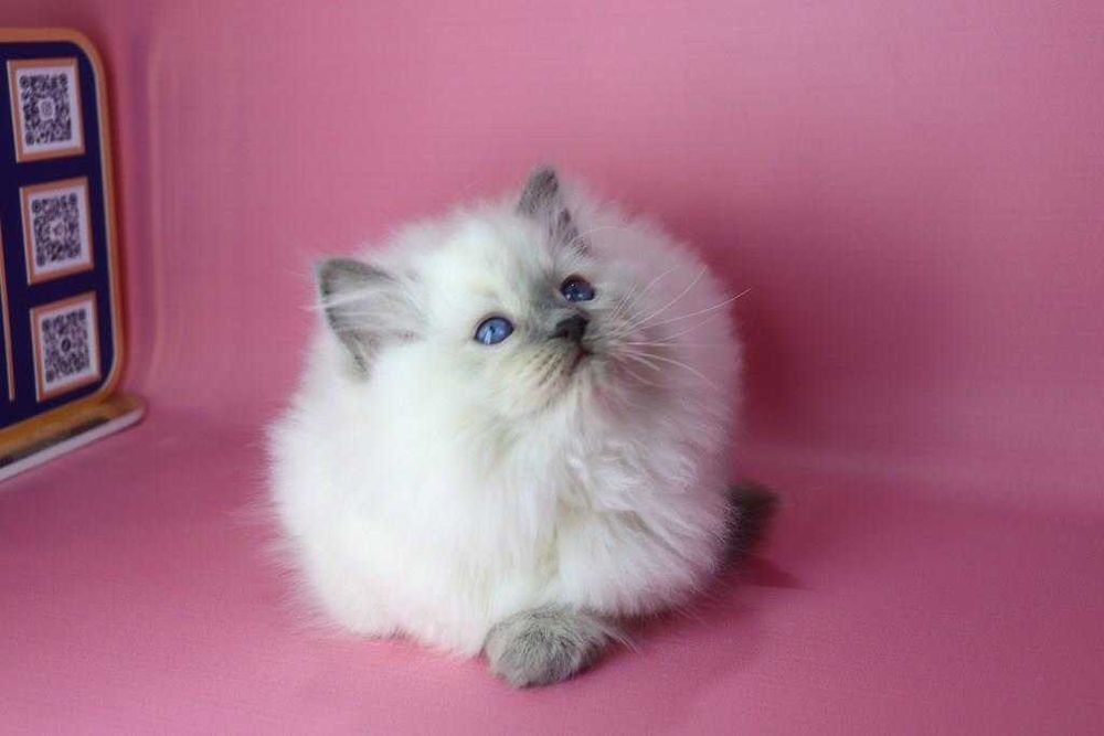 Синьоокий красунчик РЕГДОЛЛ//Ragdoll