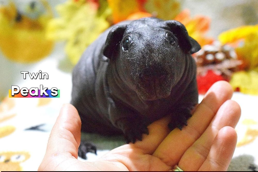 Świnka morska, świnki SKINNY - łyse. Świnka morska z rodowodem.Hodowla