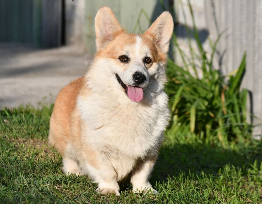 Взрослый кобель вельш корги пемброк