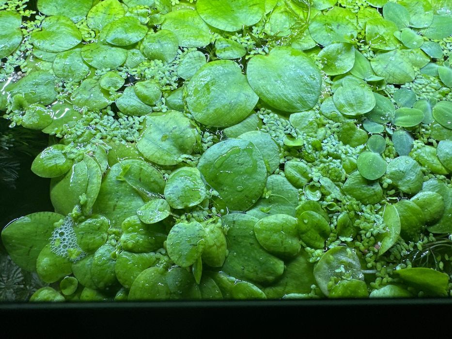 Limnobium laevigatum (também conhecida como Amazon frogbit)