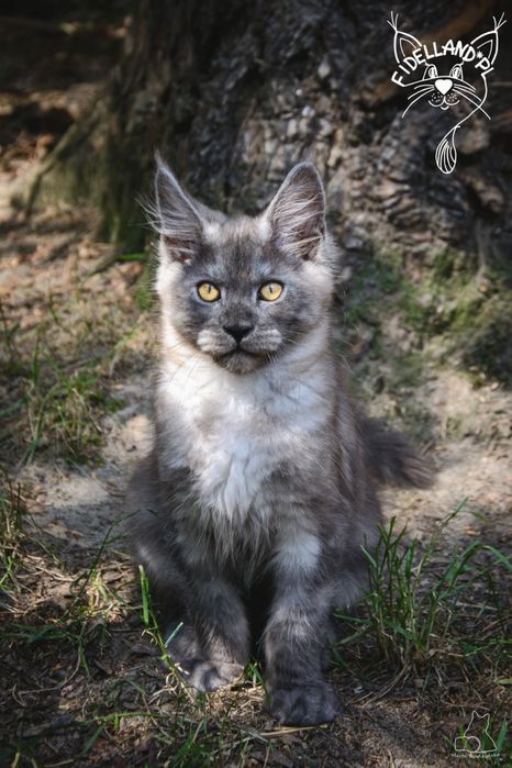 Dymny maine coon