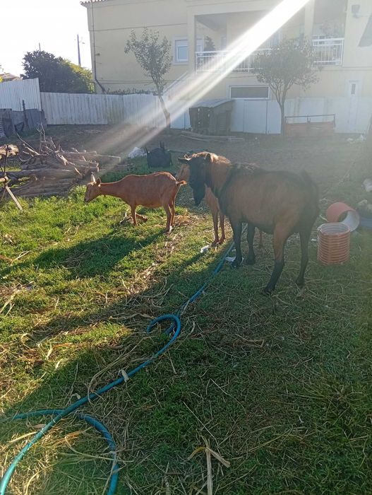 Vendo ovelhas e cabras com várias idades