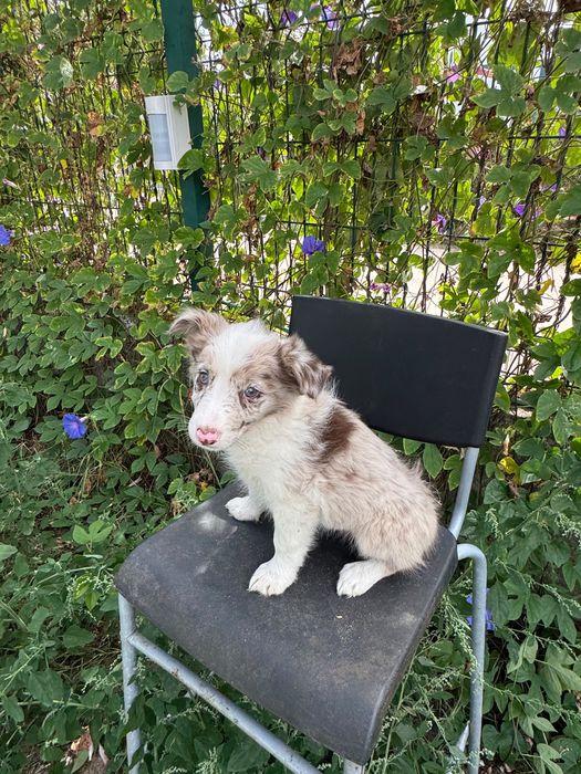 Menina Border Collie ChocoMerle Linda