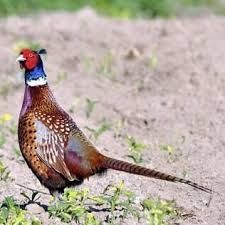 Ovos galados faisão de coleira versicolor