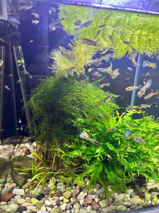 Gupiki mix kolorów + rośliny gratis