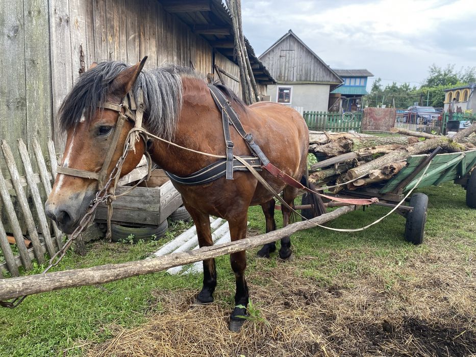 Робоча кобила