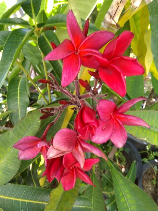 Pulmerias várias cores