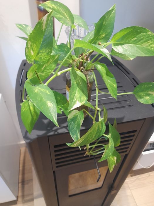 Várias pés de planta cobra natural já com raízes para plantar
