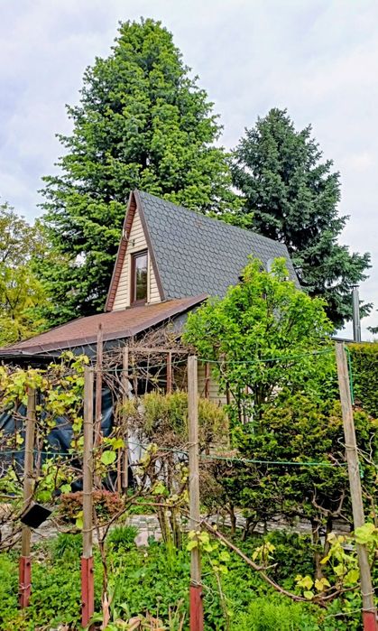 Działka rekreacyjna nad jeziorem w Olzie - Widok 3