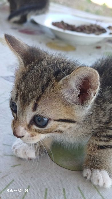 Gatinhos bebes muito maus