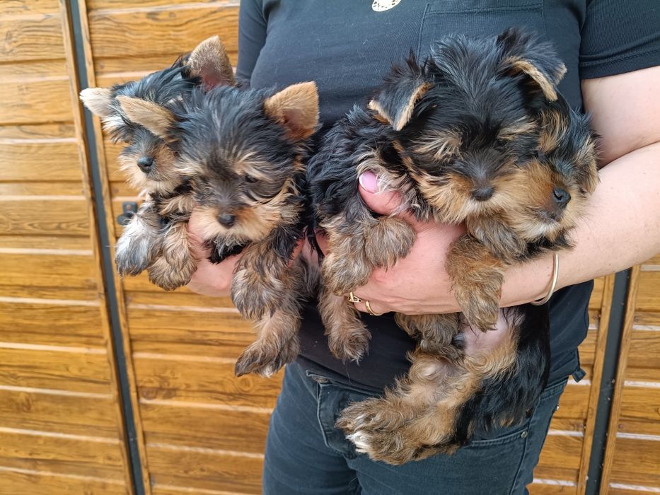 Yorkshire terrier piesek