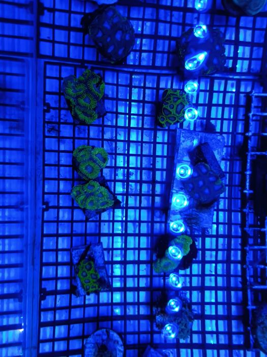 Akwarium morskie szczepki